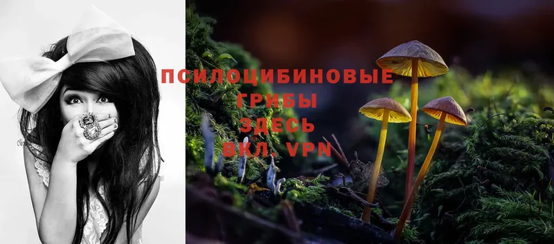 Псилоцибиновые грибы Cubensis  что такое   Вяземский 